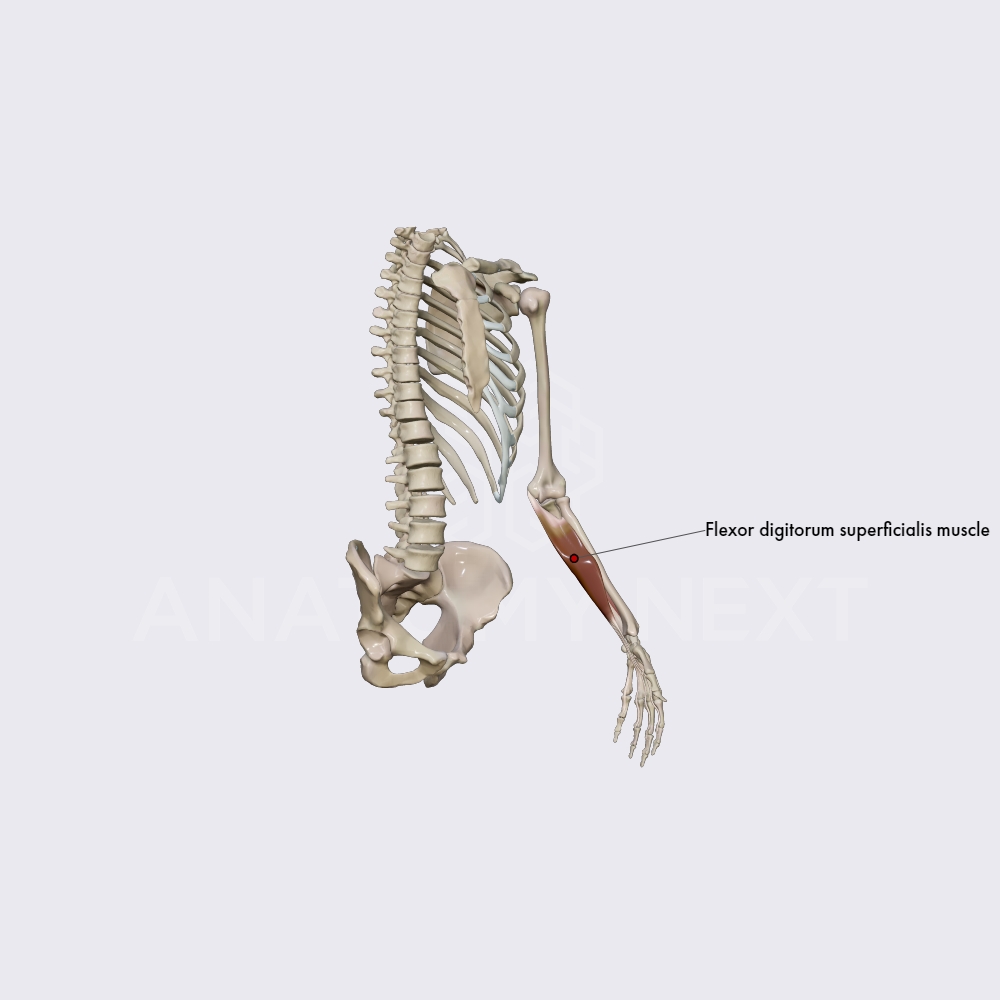 Anterior compartment of forearm muscles: second layer